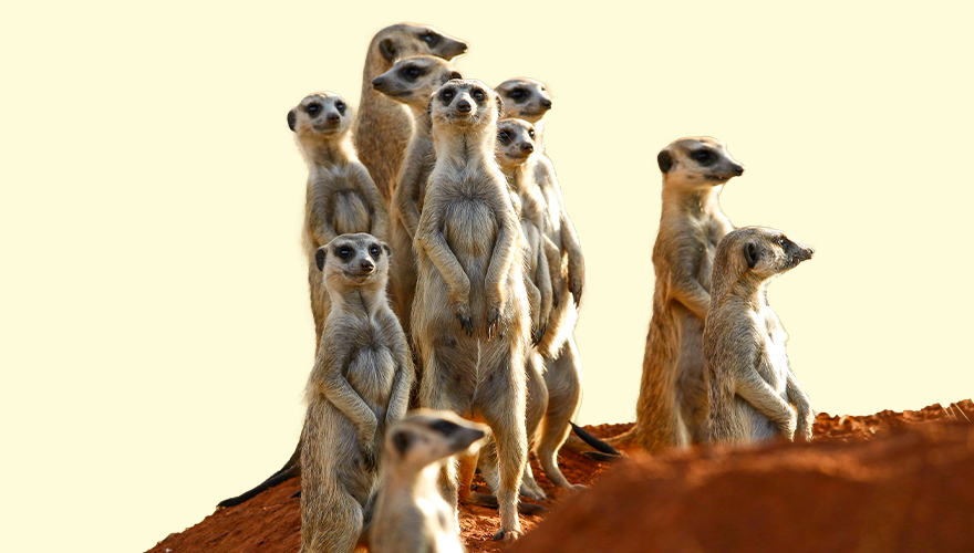 A group of meerkats atop a hill looking in different directions