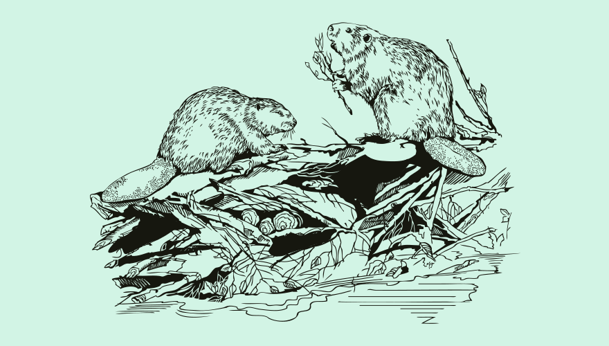 An illustration of two beavers building a dam