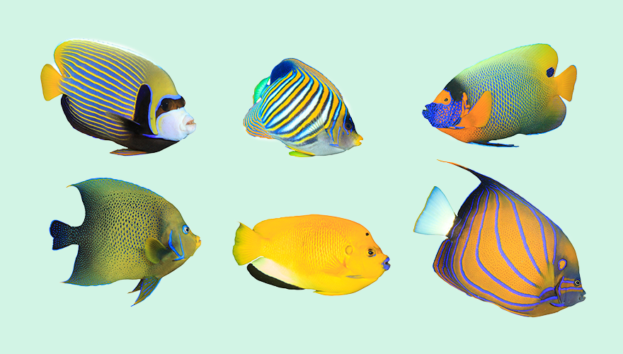 Groups of fish with varied colors and patterns and sizes