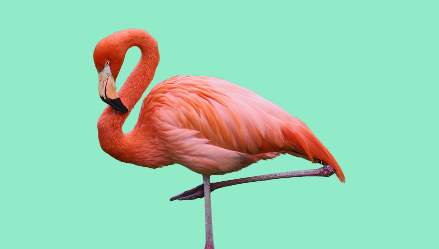 A photo of a flamingo standing on one leg