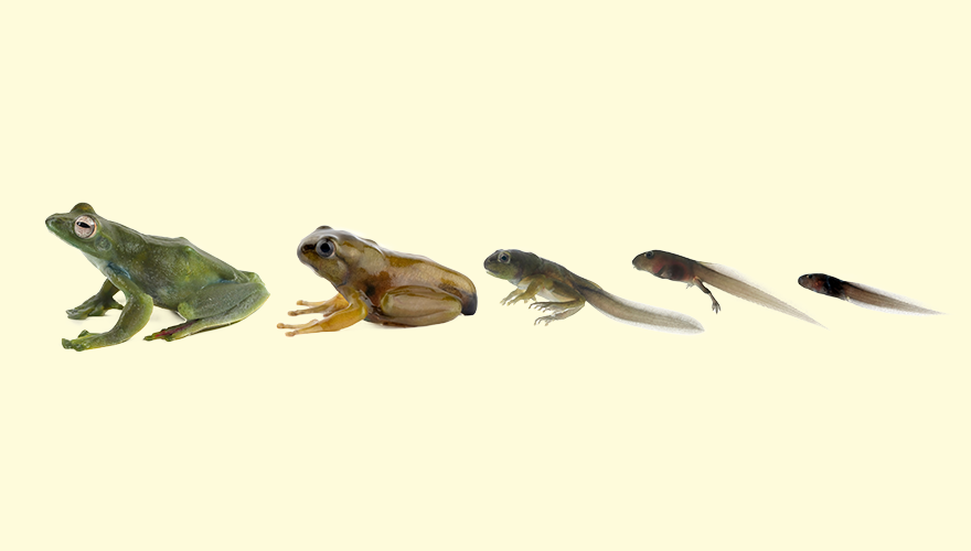 A photo that show the lifecycle of a frog