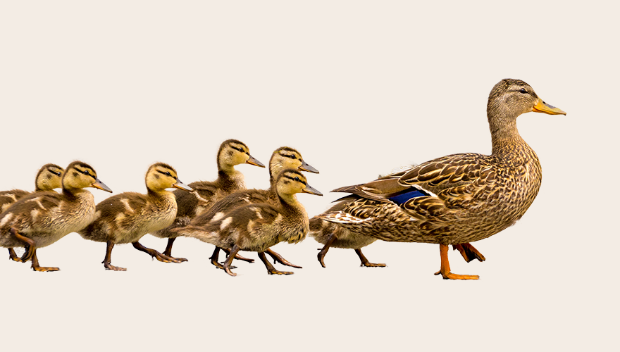 A row of ducklings following a mother duck