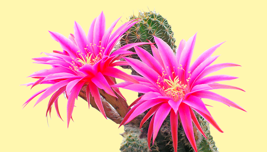 Colorful cactus flowers blooming